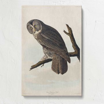 Great Cinereous Owl by John James Audubon canvas print, front view