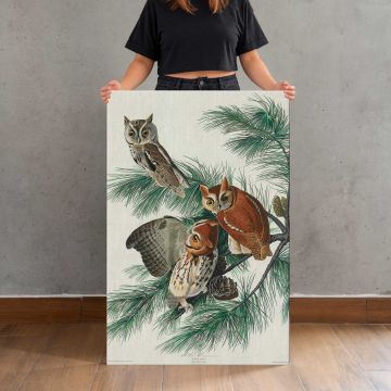Little Screech Owls by John James Audubon canvas print, held for scale