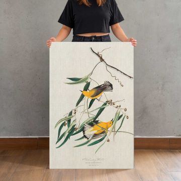 Prothonotary Warblers by John James Audubon canvas print, held for scale
