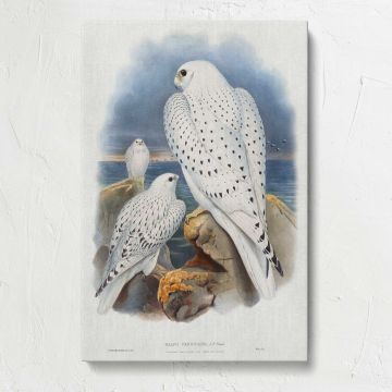 Greenland Falcons canvas print, front view