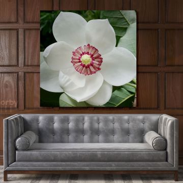 White Magnolia Flower Canvas Wall Art