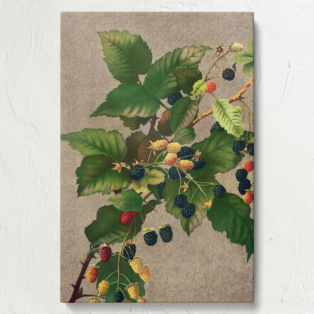 Blackberries - Ripe Botanical Berries Print By L. Prang & Co. - Image 7