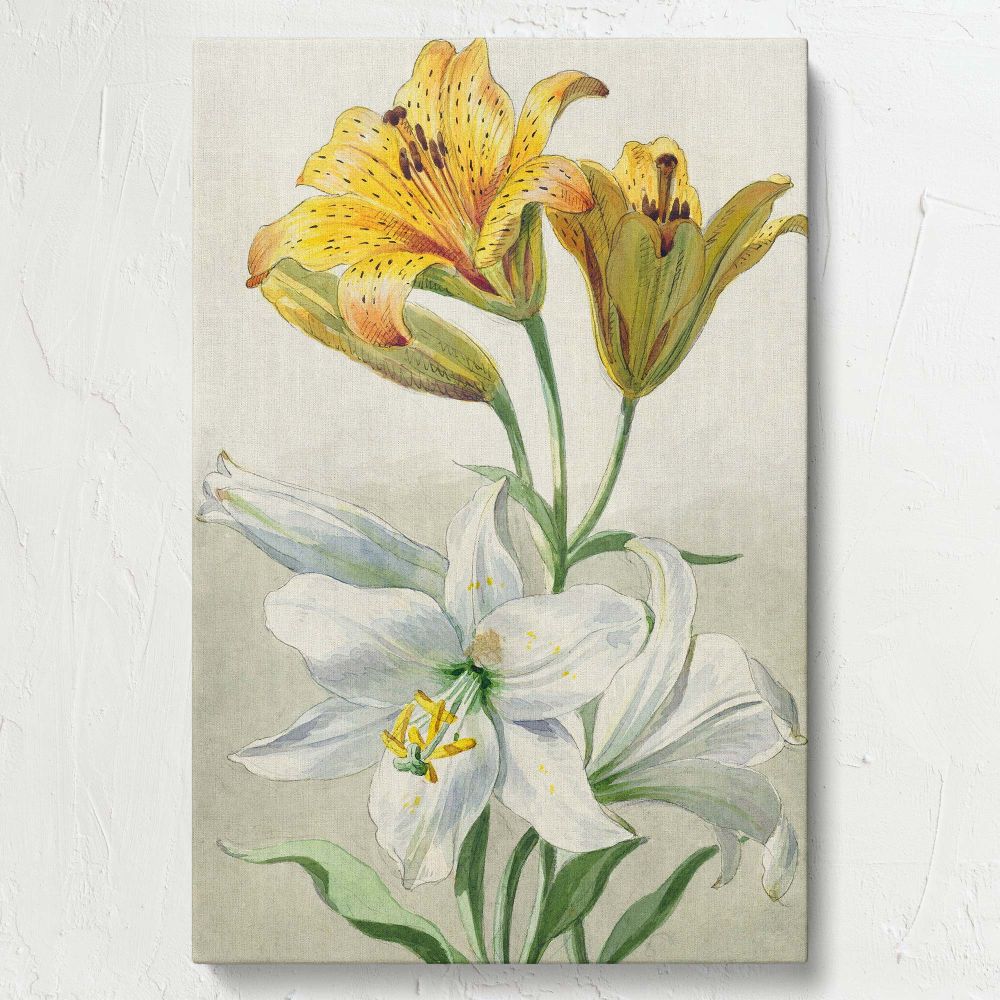 Yellow and White Lilies - Elegant 18th Century Florals By William van Leen canvas wall art - Image 7