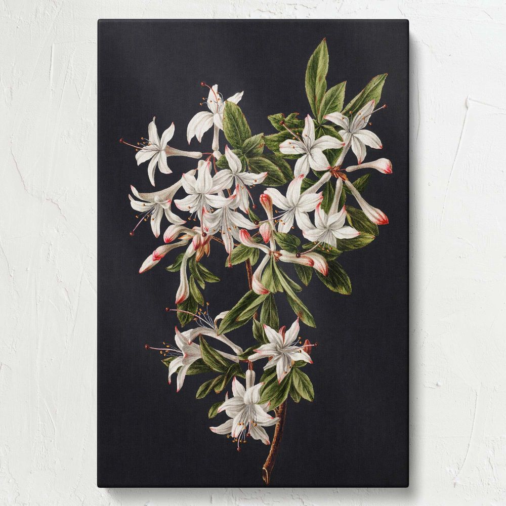 Branch of Azaleas in Bloom - White Flowers with Red Tips By M. de Gijselaar canvas wall art - Image 7