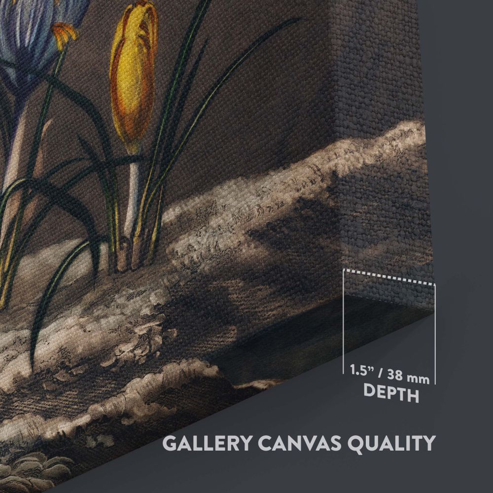 The Snowdrops - Botanical Flowers and Scenic Background By Robert John Thornton canvas wall art - Image 3