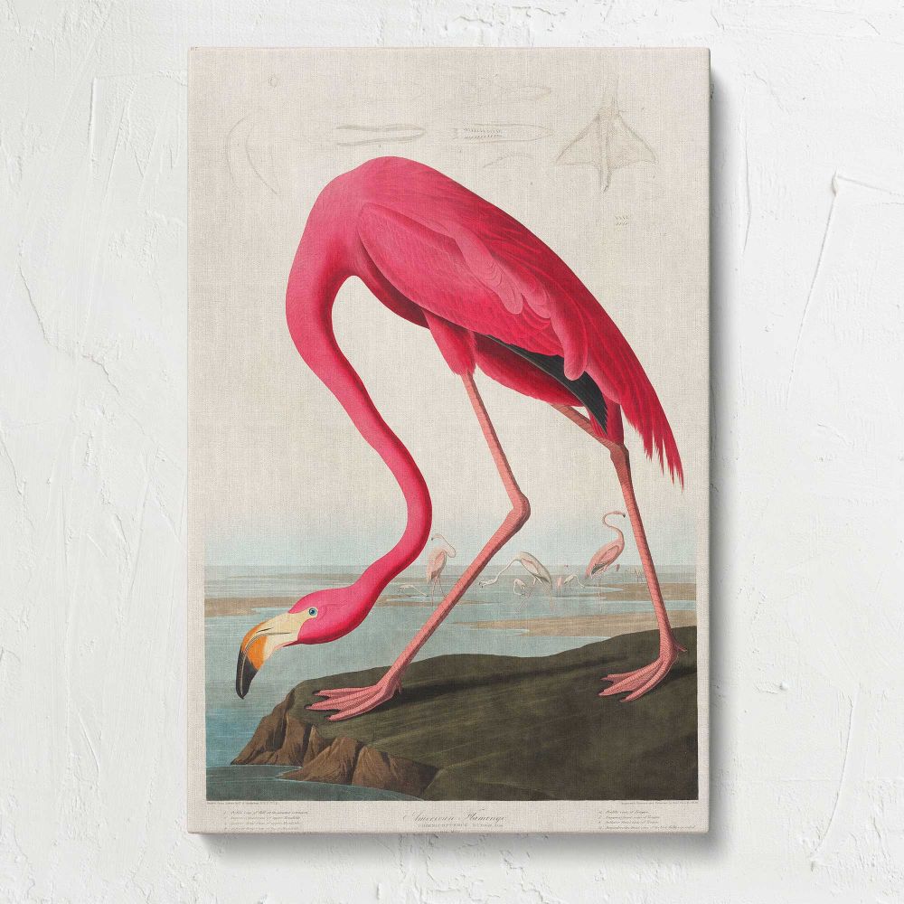 Pink Flamingo Vintage Bird Illustration canvas print, front view
