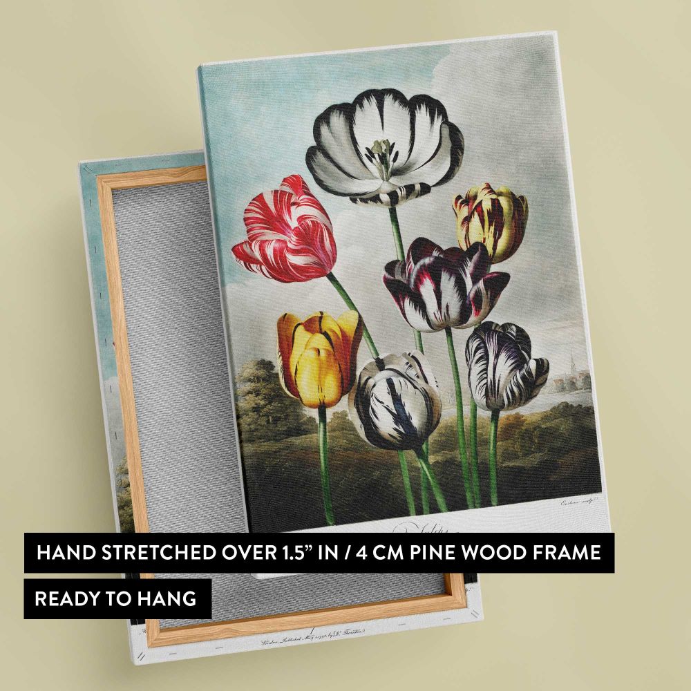 Tulips from The Temple of Flora by Robert John Thornton canvas print, front and back view