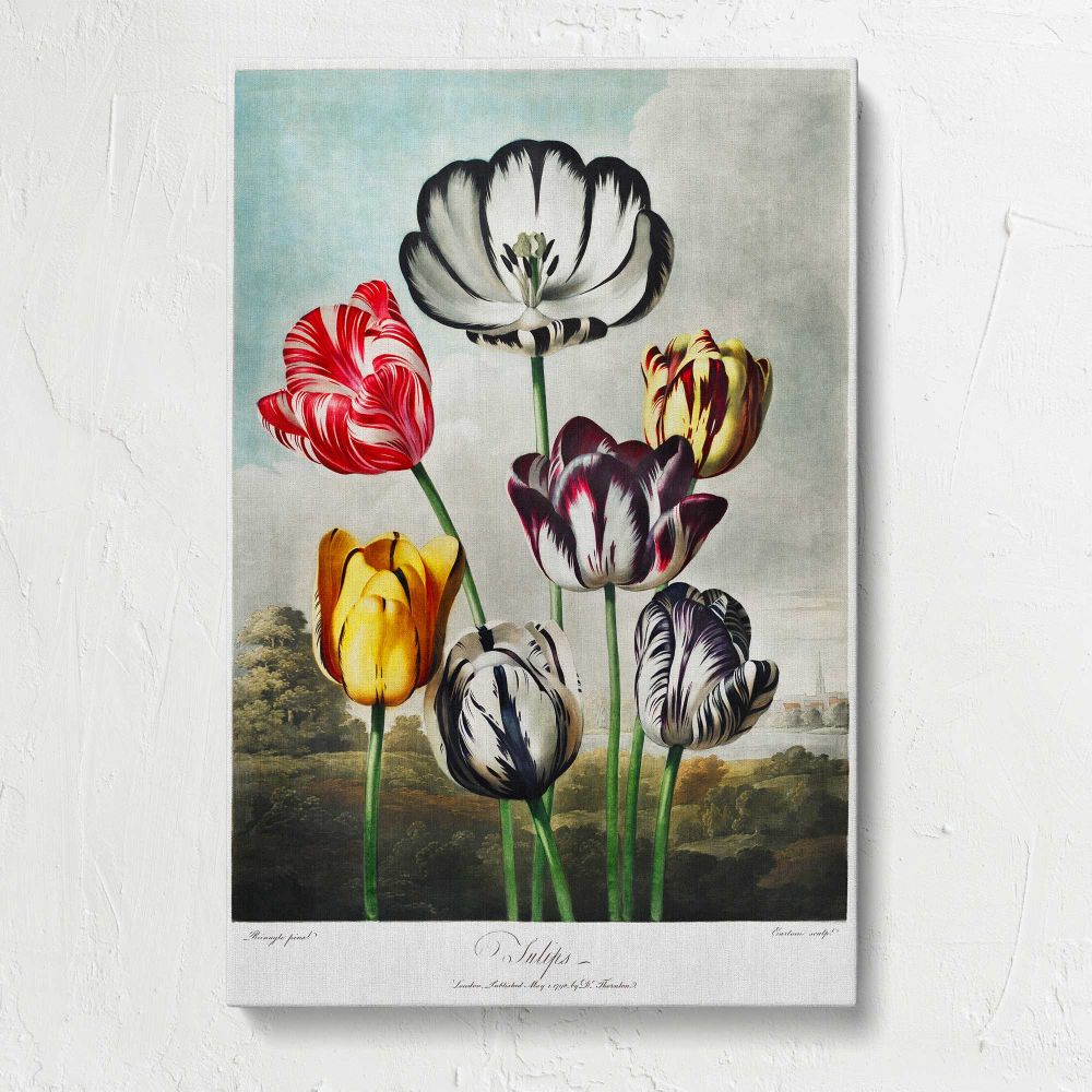 Tulips from The Temple of Flora by Robert John Thornton canvas print, front view