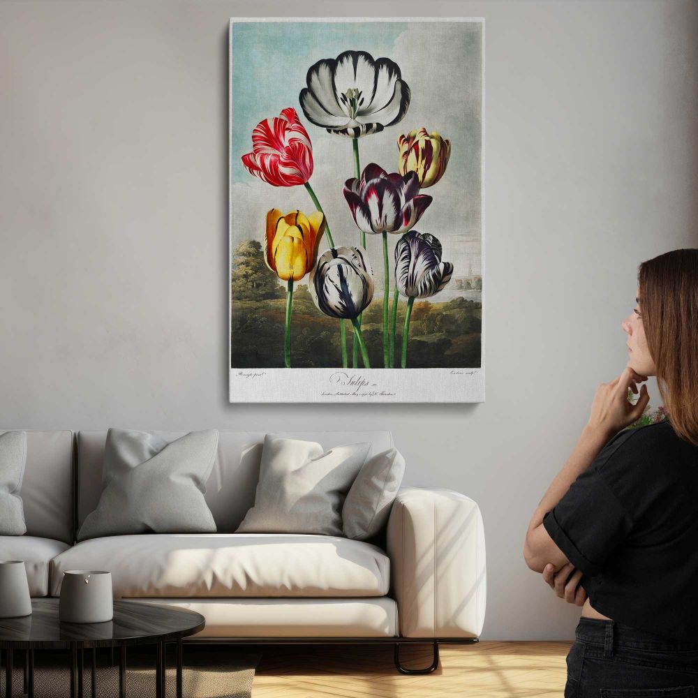 Tulips from The Temple of Flora by Robert John Thornton canvas print, room display