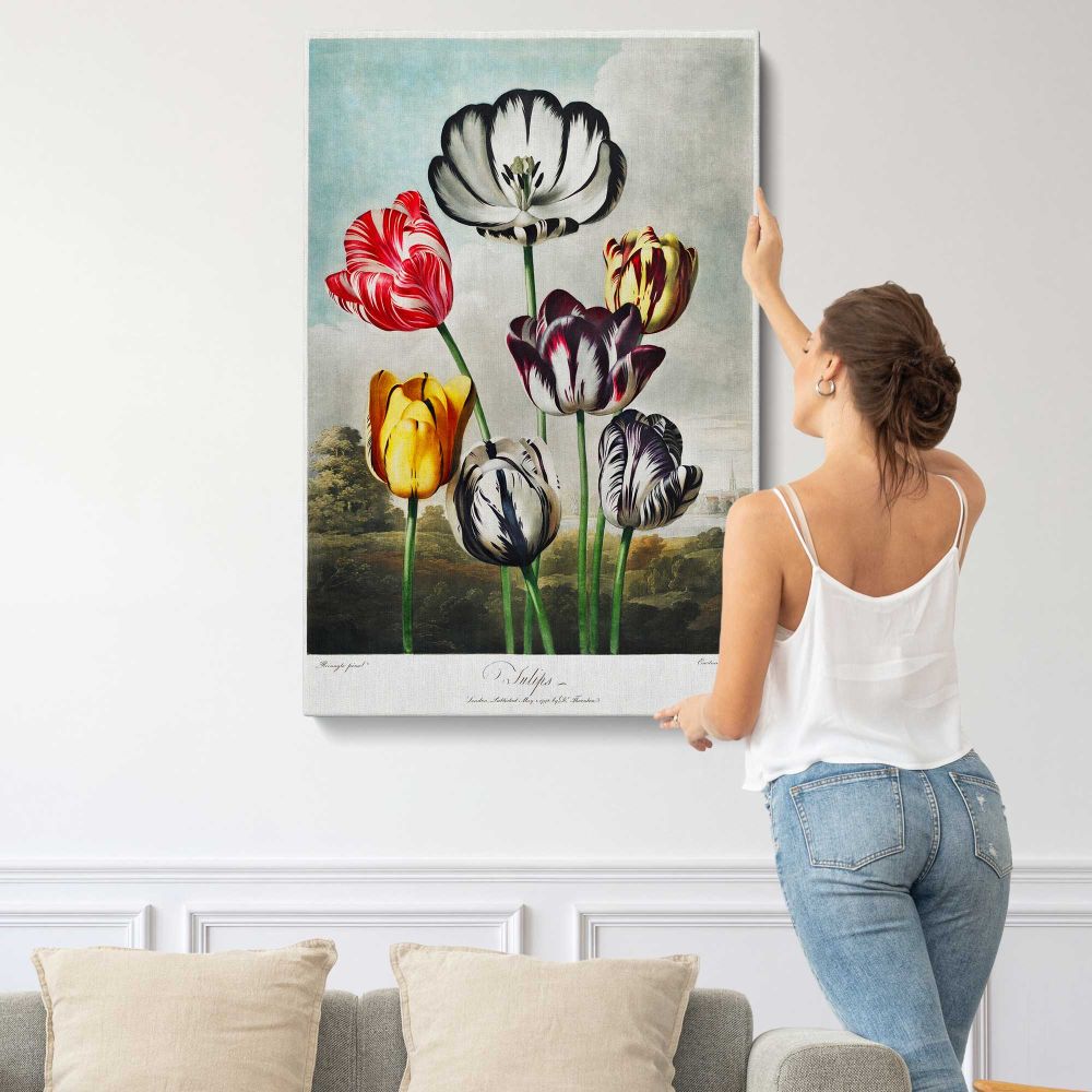 Tulips from The Temple of Flora by Robert John Thornton canvas print, displayed on a wall