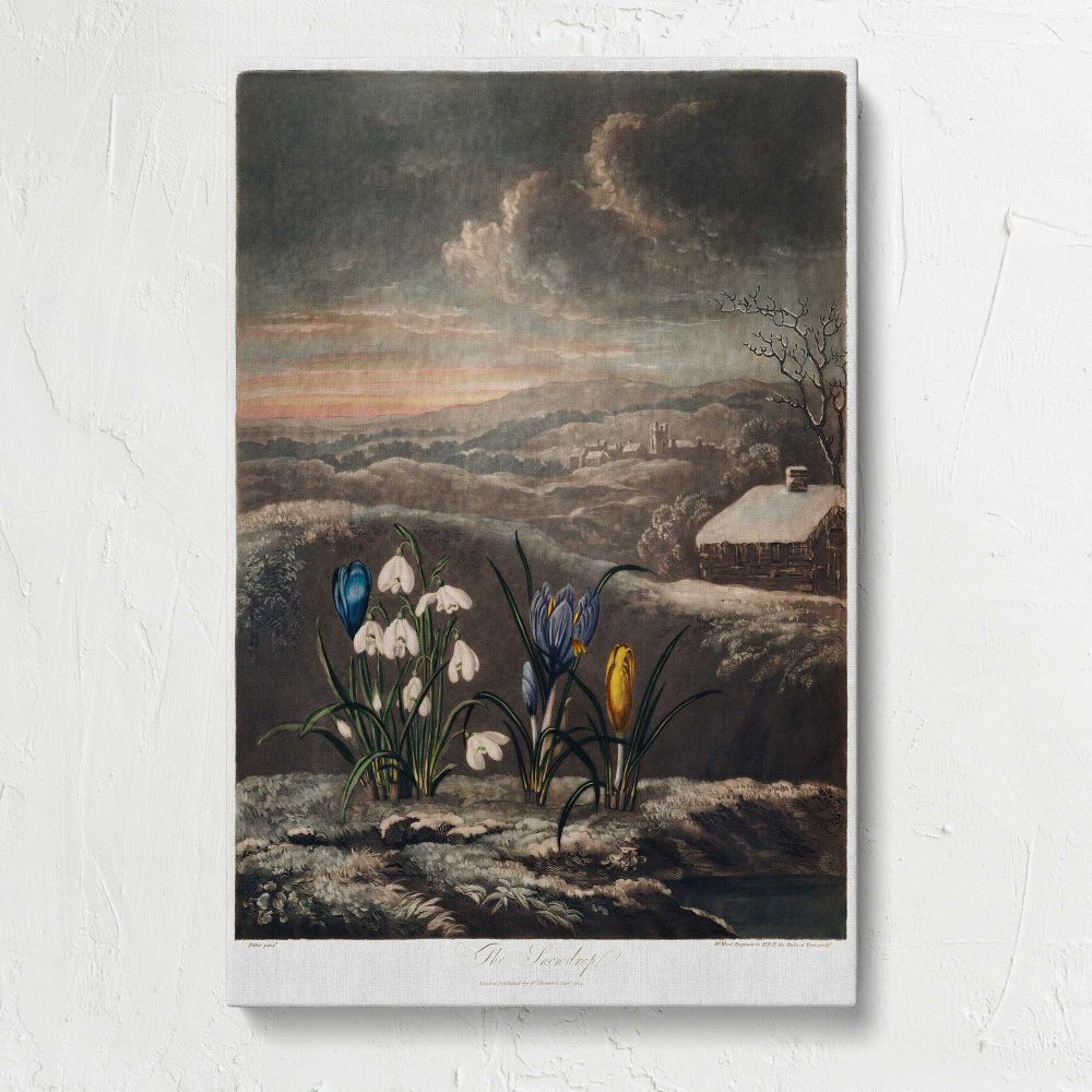 Snowdrops from The Temple of Flora by Robert John Thornton canvas print, front view