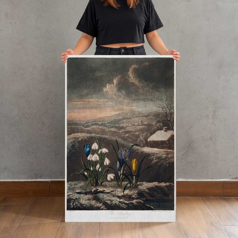 Snowdrops from The Temple of Flora by Robert John Thornton canvas print, held for scale