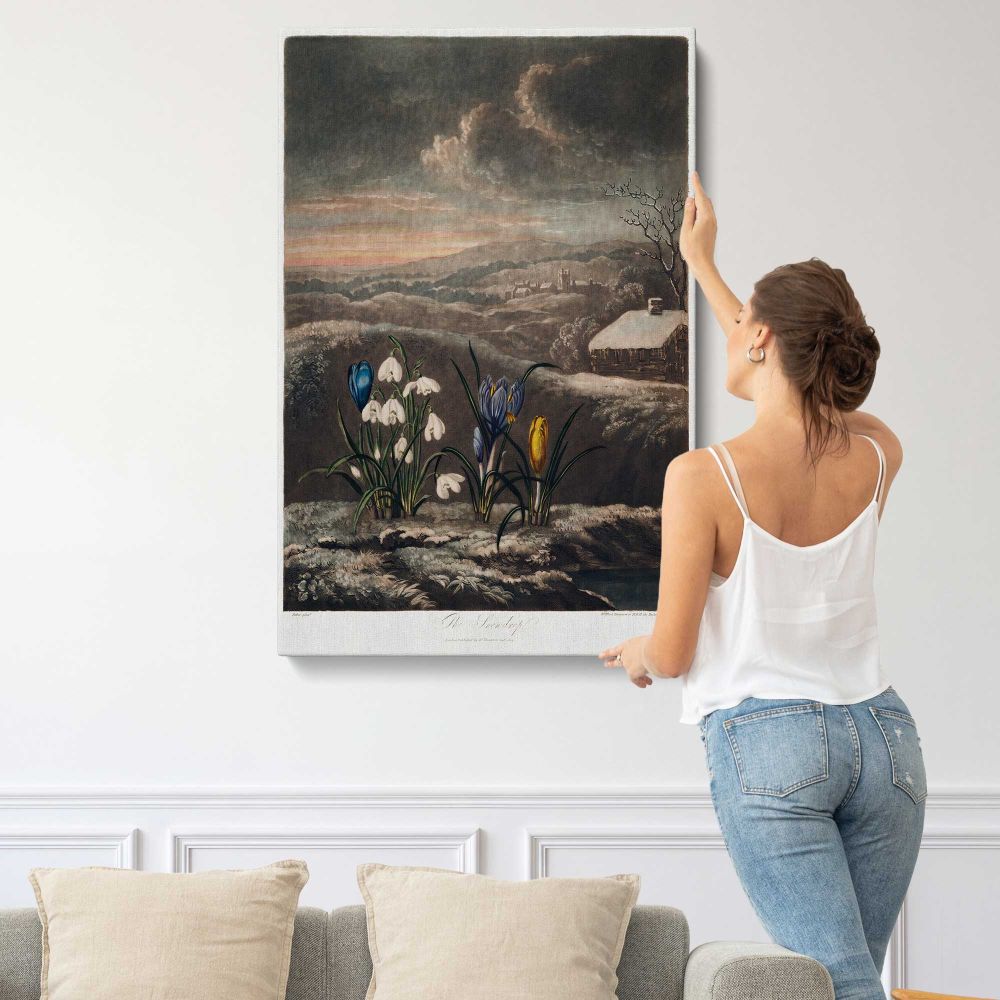 Snowdrops from The Temple of Flora by Robert John Thornton canvas print, displayed on a wall