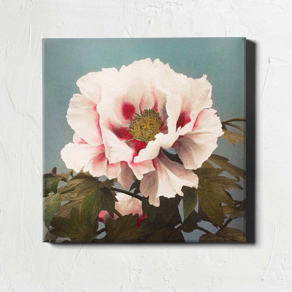 Tree Peony, hand–colored collotype from Some Japanese Flowers (1896) by Kazumasa Ogawa — room mockup view 1