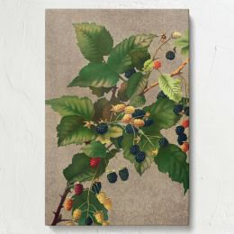 Blackberries - Ripe Botanical Berries Print By L. Prang & Co. 