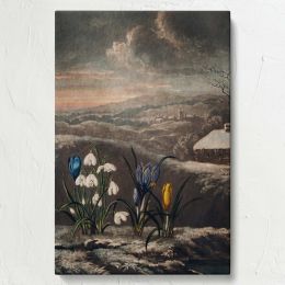 The Snowdrops - Botanical Flowers and Scenic Background By Robert John Thornton 