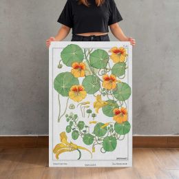 Capucine Nasturtium Botanical Illustration Canvas Print
