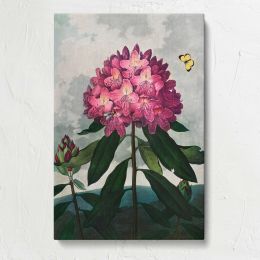 The Pontic Rhododendron by Robert John Thornton Canvas Print