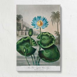 The Blue Egyptian Water-Lily by Robert John Thornton Canvas Print