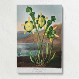 Pitcher Plant Botanical Illustration by Robert John Thornton Canvas Print
