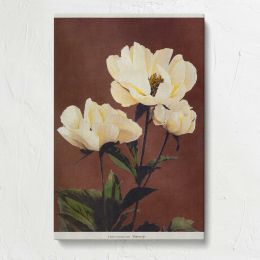 Cream Peony Flowers by Ogawa Kazumasa Canvas Print