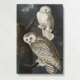 Snowy Owls from Birds of America by John James Audubon Canvas Print