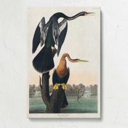 Black-Bellied Darter by John James Audubon Canvas Print