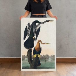 Black-Bellied Darter by John James Audubon Canvas Print