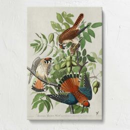 American Sparrow Hawks by John James Audubon Canvas Print