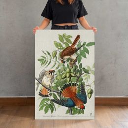 American Sparrow Hawks by John James Audubon Canvas Print