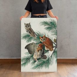 Little Screech Owls by John James Audubon Canvas Print