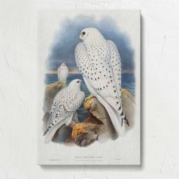 Greenland Falcons Canvas Print