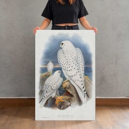 Greenland Falcons Canvas Print