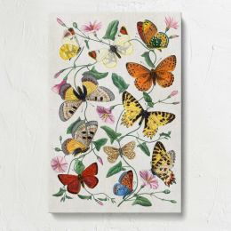 Butterfly and Moth Collection Canvas Print