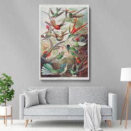 Hummingbirds (Trochilidae) - Vibrant Ornithological Plate By Ernst Haeckel 