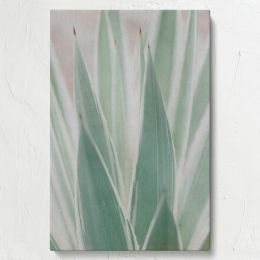 Sansevieria Plant - Minimal Green Botanical Close-Up