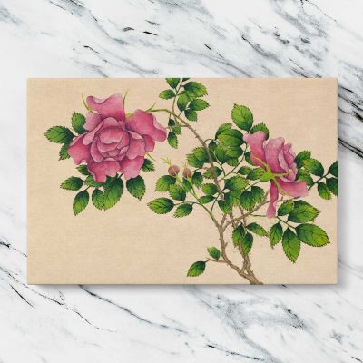 Pink Roses Botanical Illustration by Zhang Ruoai Canvas Wall Art Print