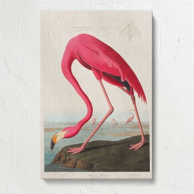 Pink Flamingo Vintage Bird Illustration Canvas Print