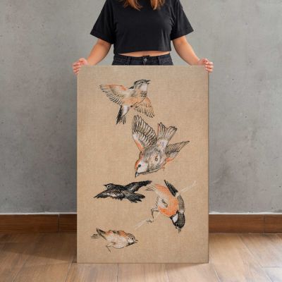 Finches Bird Study Canvas Print