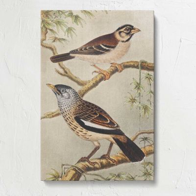 Two Birds on Branches by Theo van Hoytema Canvas Print