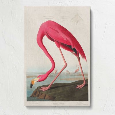 Pink Flamingo from Birds of America by John James Audubon Canvas Print