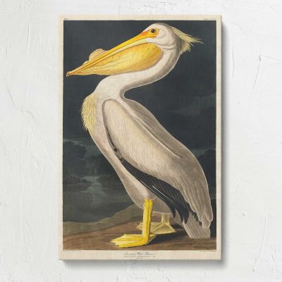 American White Pelican by John James Audubon Canvas Print