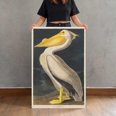 American White Pelican by John James Audubon Canvas Print