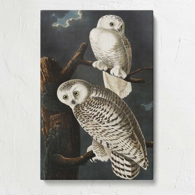 Snowy Owls from Birds of America by John James Audubon Canvas Print