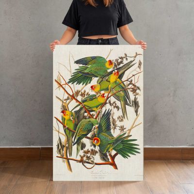Carolina Parrots by John James Audubon Canvas Print