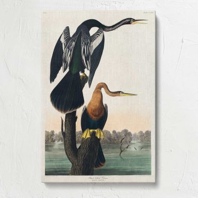 Black-Bellied Darter by John James Audubon Canvas Print