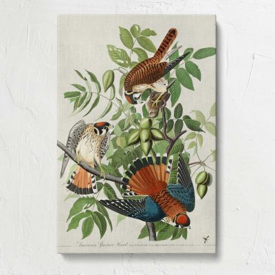 American Sparrow Hawks by John James Audubon Canvas Print
