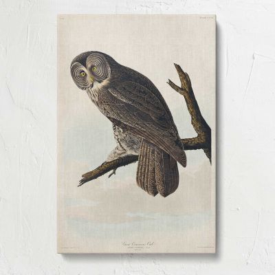 Great Cinereous Owl by John James Audubon Canvas Print