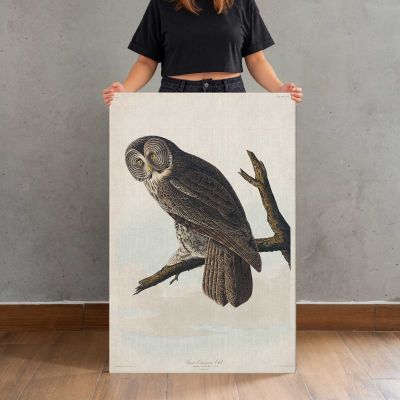 Great Cinereous Owl by John James Audubon Canvas Print