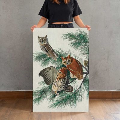 Little Screech Owls by John James Audubon Canvas Print